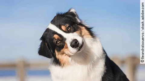 Ein Hund schaut mit geneigtem Kopf in die Kamera.
