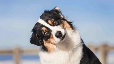 Ein Hund schaut mit geneigtem Kopf in die Kamera.