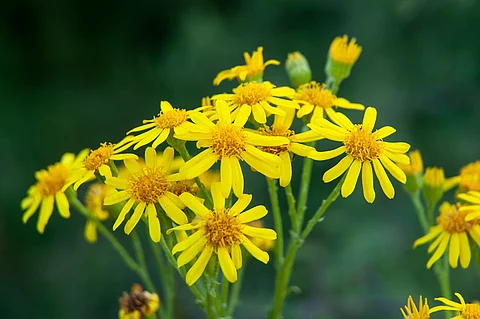 Nahaufnahme von der Blüte einer Jakobskreuzkraut-Pflanze. Die Pflanze hat gelbe Blütenblätter und gelbe Pollen. Der Hintergrund ist grün.