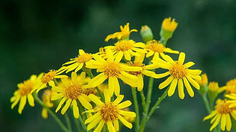 Nahaufnahme von der Blüte einer Jakobskreuzkraut-Pflanze. Die Pflanze hat gelbe Blütenblätter und gelbe Pollen. Der Hintergrund ist grün.