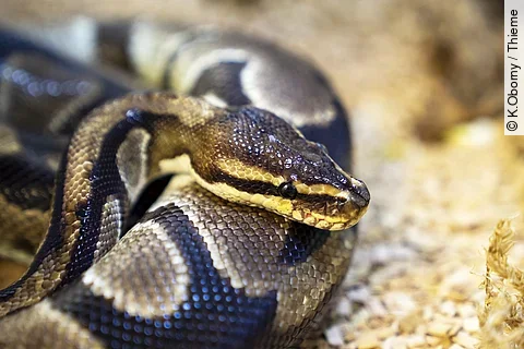 Nahaufnhame von einer Python-Schlange. Die Schlange hat eine schwarz-graue Haut und ihr Kopf liegt auf ihrem Körper. Den Kopf der Schlange sieht man im seitlichen Profil.