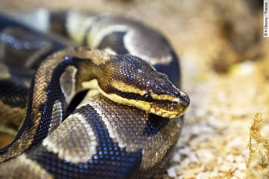 Nahaufnhame von einer Python-Schlange. Die Schlange hat eine schwarz-graue Haut und ihr Kopf liegt auf ihrem Körper. Den Kopf der Schlange sieht man im seitlichen Profil.