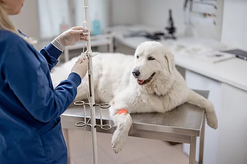 Ein großer weißer Hund, der eine intravenöse Therapie erhält und auf einem Untersuchungstisch liegt. An der Hundepfote ist ein Katheter mit einem Pflaster befestigt. Eine Tierärztin steht an der Infusion. 