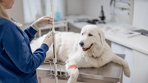 Ein großer weißer Hund, der eine intravenöse Therapie erhält und auf einem Untersuchungstisch liegt. An der Hundepfote ist ein Katheter mit einem Pflaster befestigt. Eine Tierärztin steht an der Infusion. 