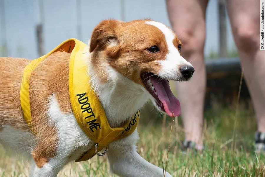 Ein junger Mischlingshund läuft auf einer hechelnd auf einer Wiese. Auf seinem gelben Geschirr steht in großen Buchstaben "Adopt me".