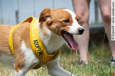 Ein junger Mischlingshund läuft auf einer hechelnd auf einer Wiese. Auf seinem gelben Geschirr steht in großen Buchstaben "Adopt me".