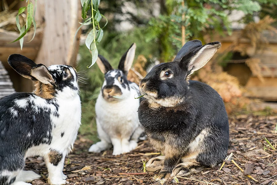Kaninchen beim Fressen Kaninchen beim Fressen