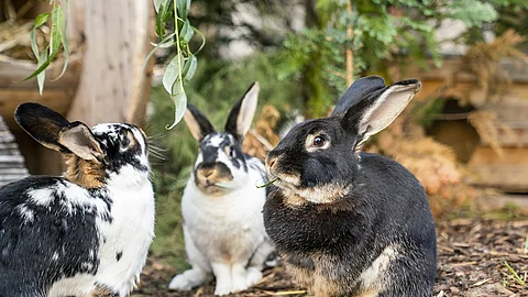 Kaninchen beim Fressen