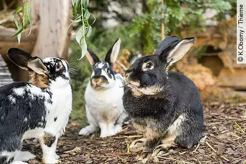 Kaninchen beim Fressen