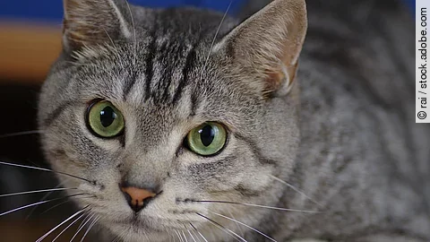 Nahaufnahme von dem Gesicht einer Katze. Die Katze liegt auf ihrem Bauch und schaut mit geöffneten Augen in die Kamera. Das Fell der Katze ist grau-schwarz getigert und die Augen sind grün.