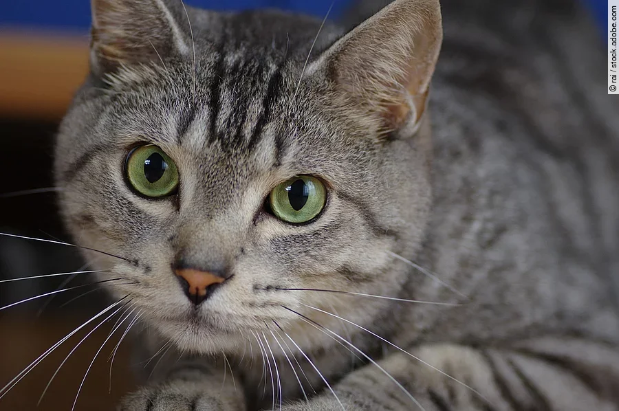 Nahaufnahme von dem Gesicht einer Katze. Die Katze liegt auf ihrem Bauch und schaut mit geöffneten Augen in die Kamera. Das Fell der Katze ist grau-schwarz getigert und die Augen sind grün.