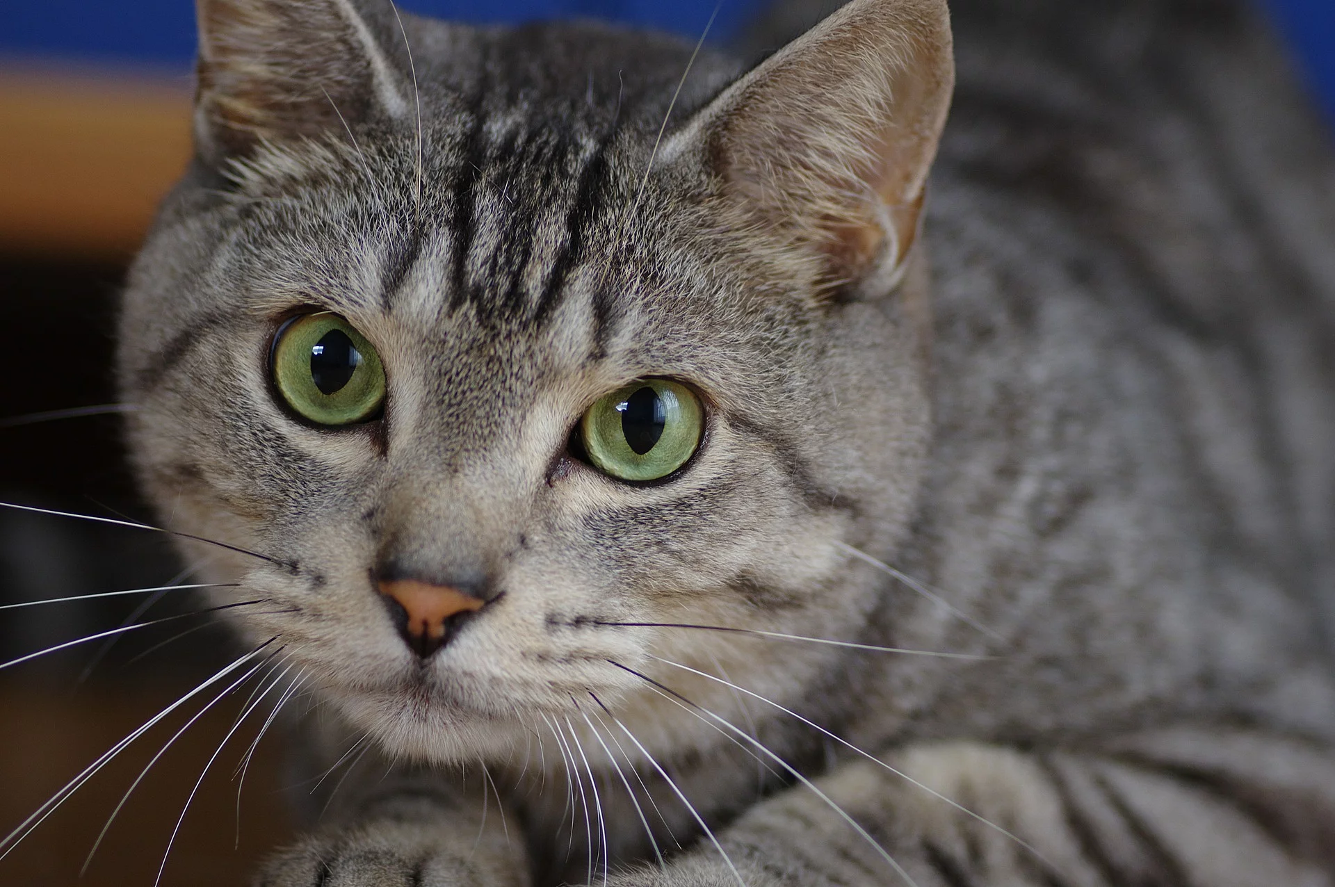 Nahaufnahme von dem Gesicht einer Katze. Die Katze liegt auf ihrem Bauch und schaut mit geöffneten Augen in die Kamera. Das Fell der Katze ist grau-schwarz getigert und die Augen sind grün.