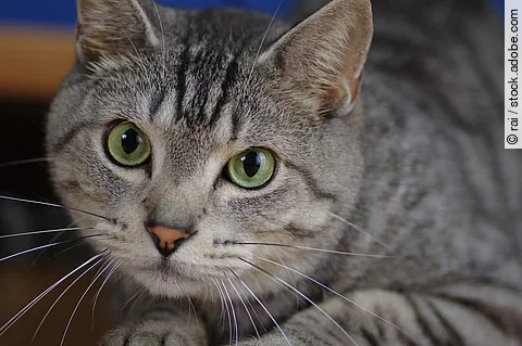 Nahaufnahme von dem Gesicht einer Katze. Die Katze liegt auf ihrem Bauch und schaut mit geöffneten Augen in die Kamera. Das Fell der Katze ist grau-schwarz getigert und die Augen sind grün.