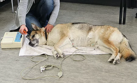 Ein Schäferhund liegt in Seitenlage entspannt auf dem Boden und bekommt ein EKG. Neben ihm am Kopfende kniet eine Person.