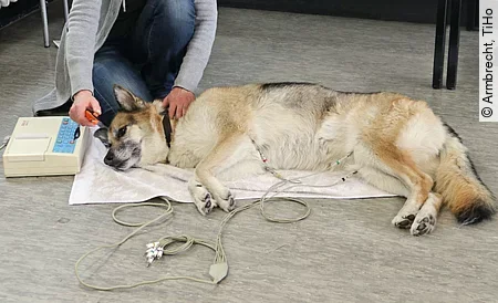 Ein Schäferhund liegt in Seitenlage entspannt auf dem Boden und bekommt ein EKG. Neben ihm am Kopfende kniet eine Person.