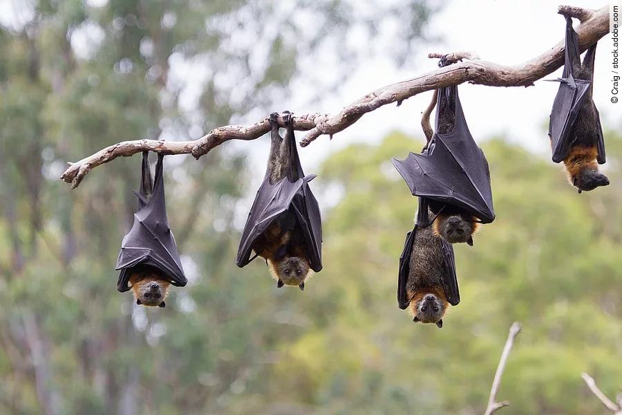 Fünf Fledermäuse hängen von einem Ast. 