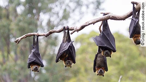 Fünf Fledermäuse hängen von einem Ast.