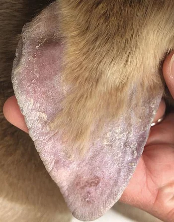 Otitis im Zusammenhang mit Leishmaniose