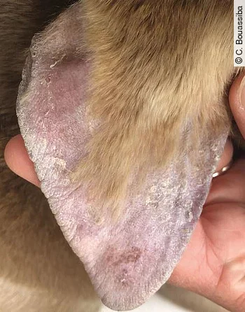 Otitis im Zusammenhang mit Leishmaniose