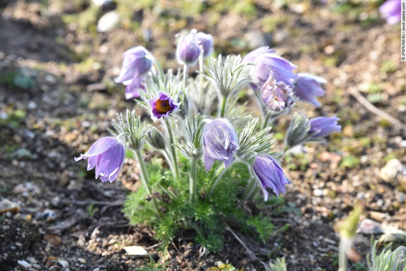 Bild von einer Küchenschelle.