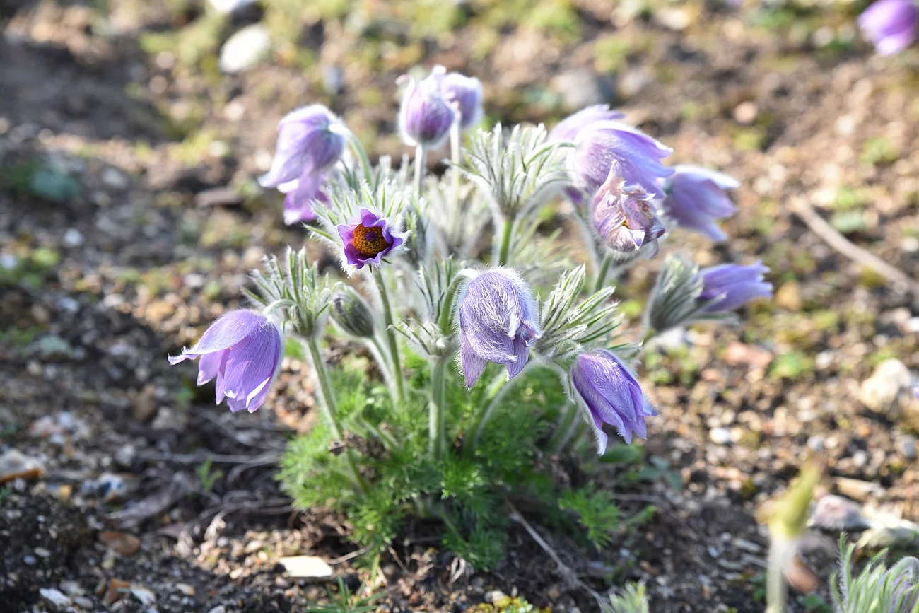 Anémone pulsatilla montana au printemps au jardin Bild von einer Küchenschelle.
