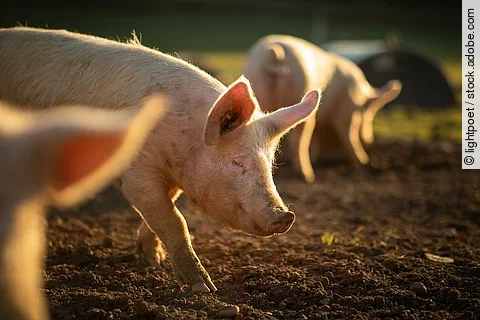 Schweine in Freilandhaltung