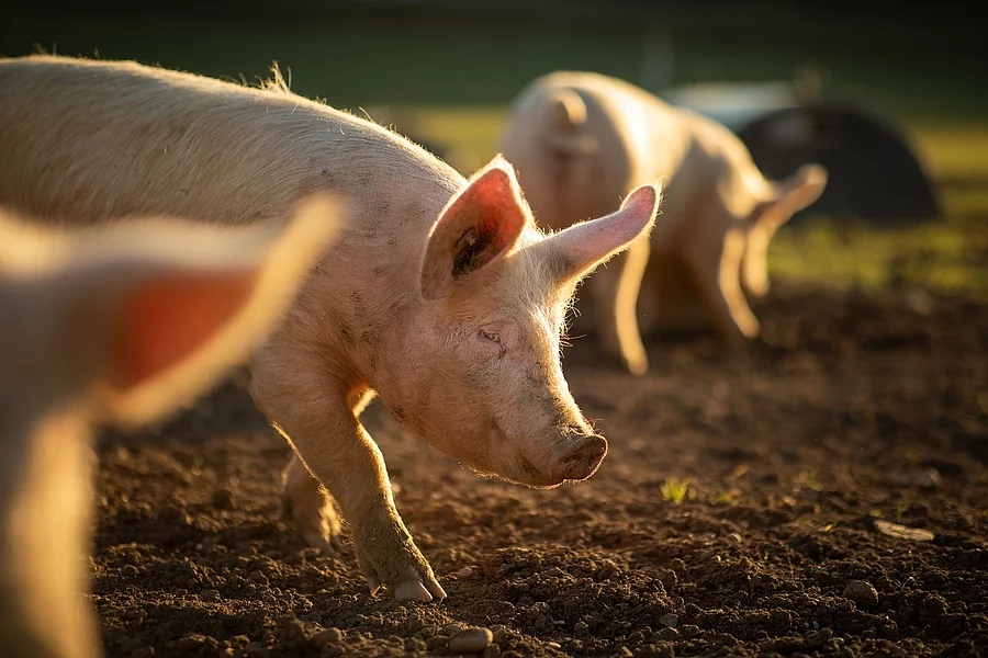 Schweine in Freilandhaltung Schweine in Freilandhaltung