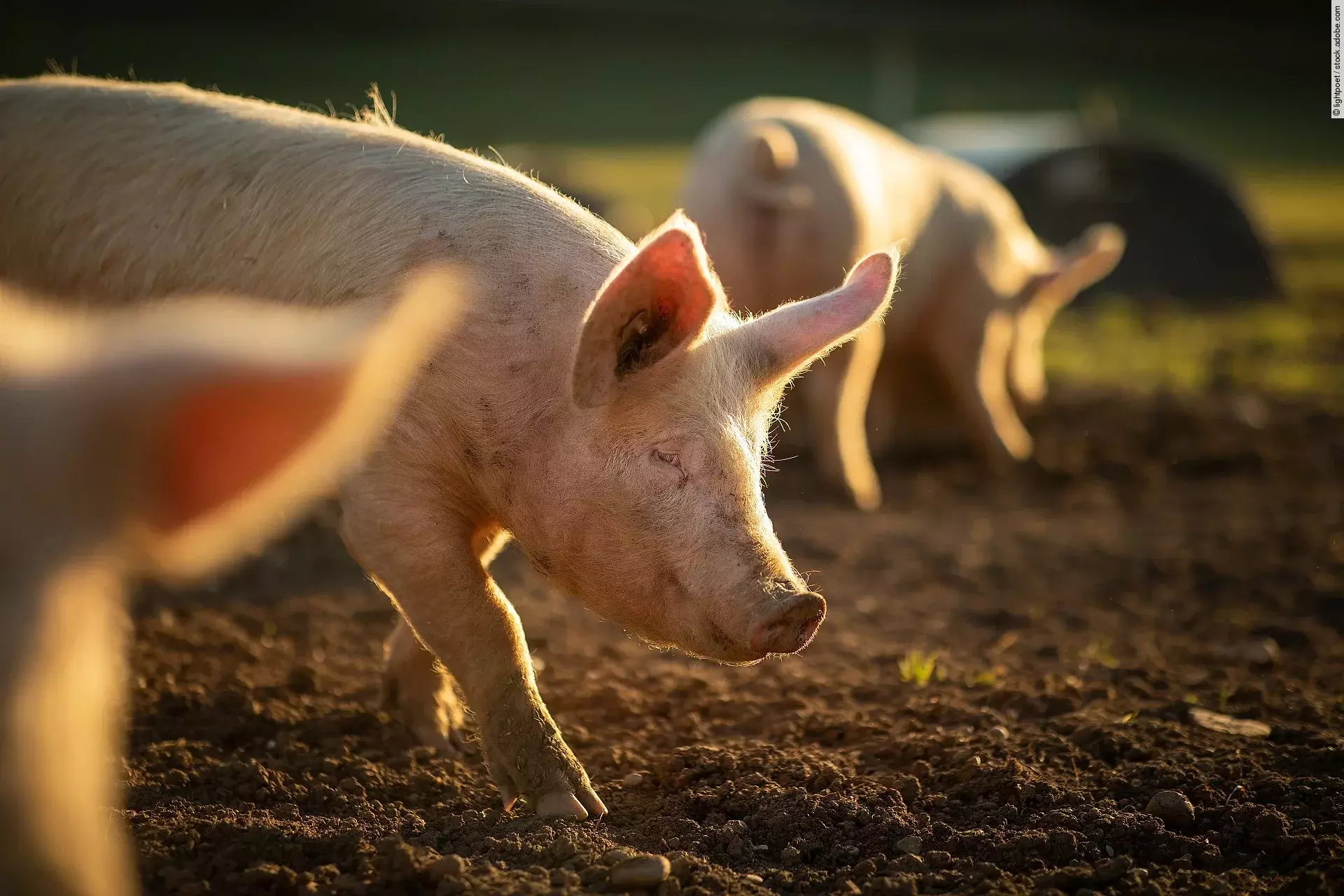 Schweine in Freilandhaltung