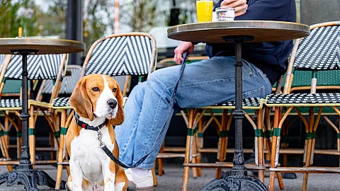 Ein Beagle genießt einen Cafébesuch mit seinem Besitzer, der gerade gemütlich frühstückt.