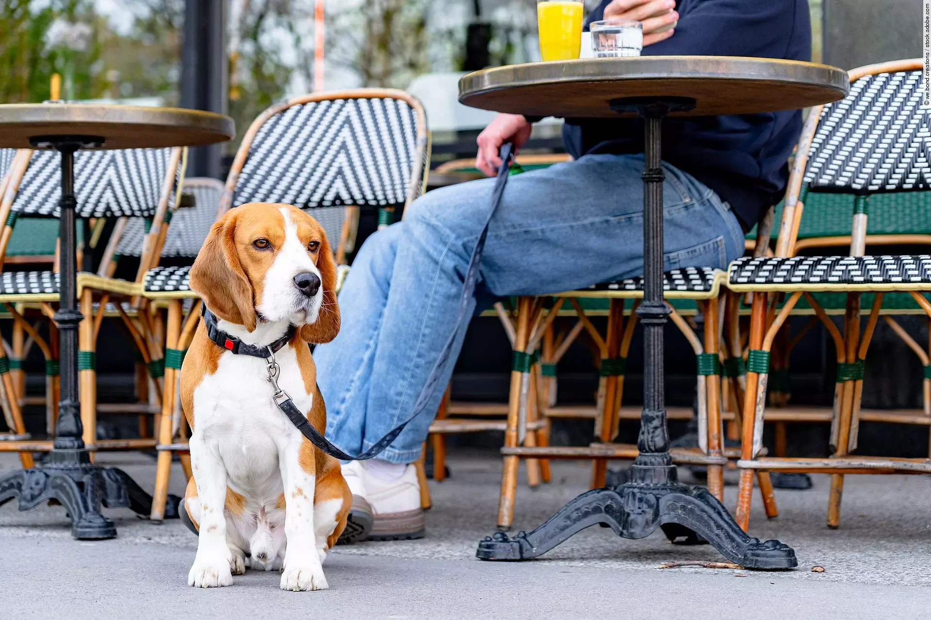 Ein Beagle genießt einen Cafébesuch mit seinem Besitzer, der gerade gemütlich frühstückt.