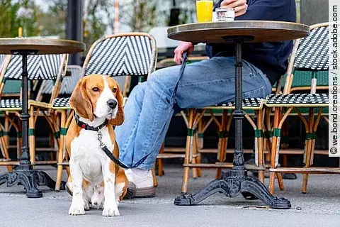 Ein Beagle genießt einen Cafébesuch mit seinem Besitzer, der gerade gemütlich frühstückt.