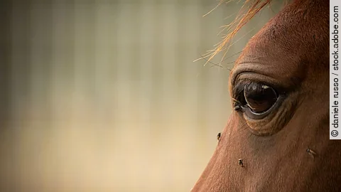 Nahaufnahme von einem Pferdekopf, auf dem wenige Fliegen sitzen.