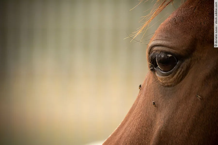 Nahaufnahme von einem Pferdekopf, auf dem wenige Fliegen sitzen.