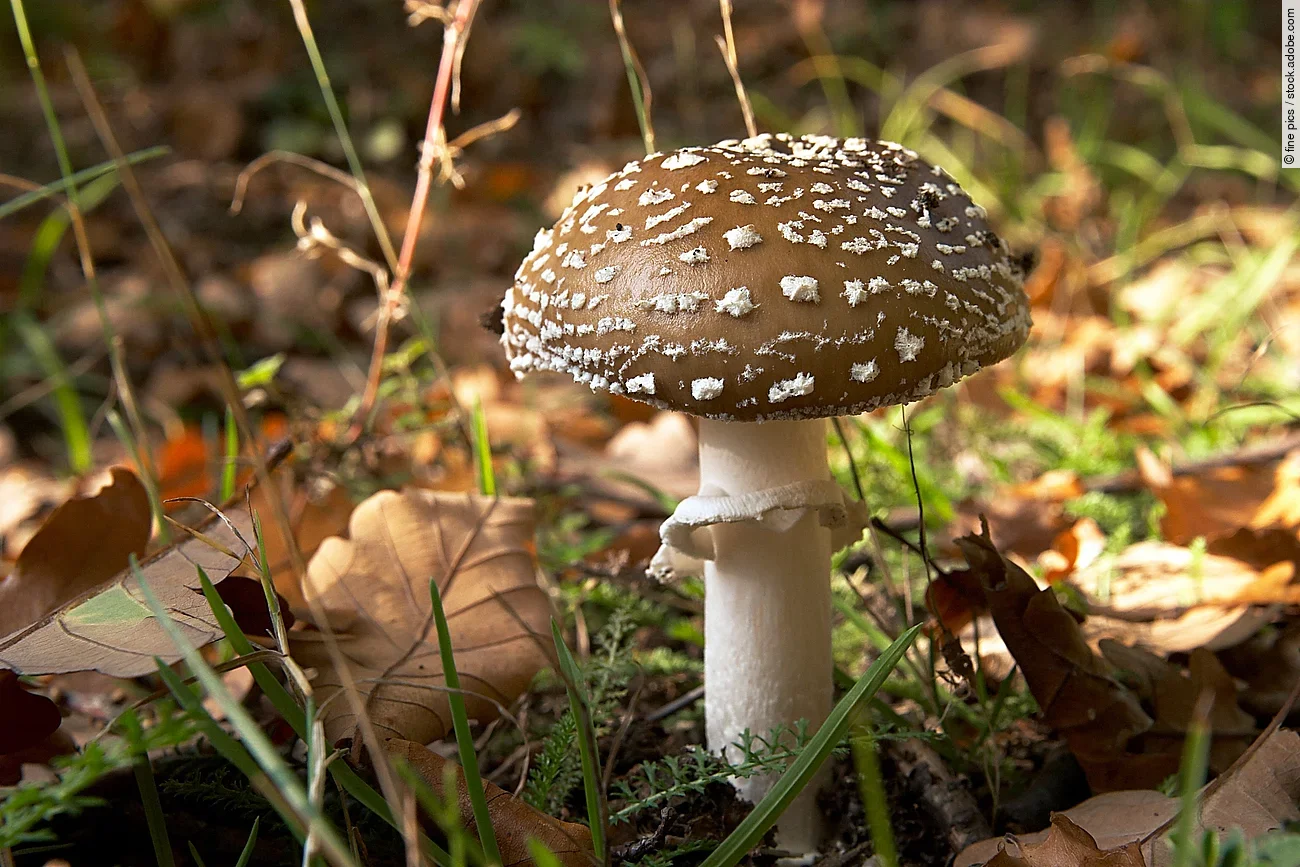 Ein braun-weißer Pantherpilz wächst im Laubwald.