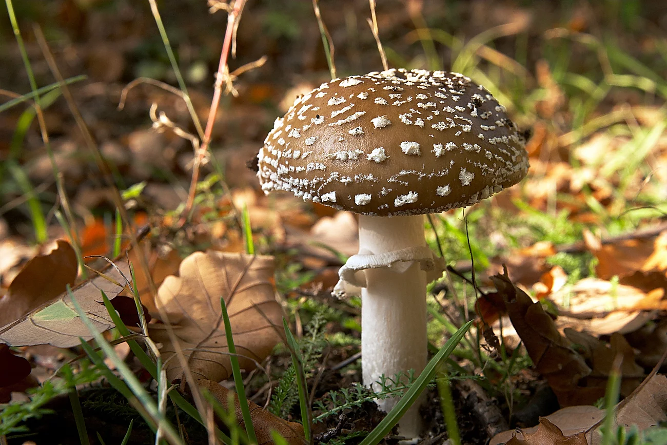 Ein braun-weißer Pantherpilz wächst im Laubwald.