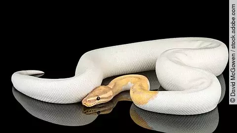 Banana Piebald Ball Python