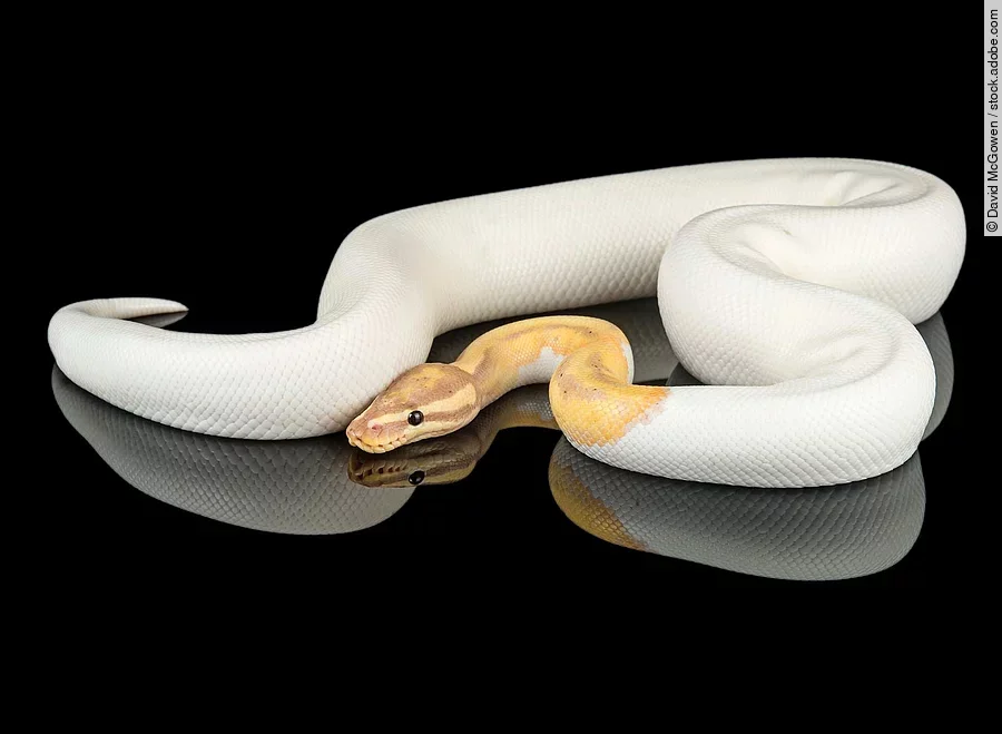 Banana Piebald Ball Python