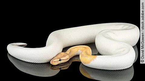 Banana Piebald Ball Python