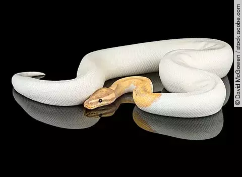 Banana Piebald Ball Python