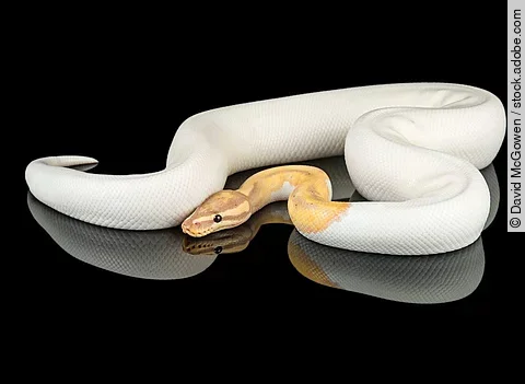Banana Piebald Ball Python