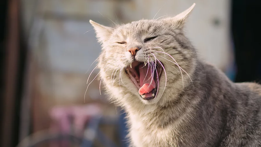 Eine getigerte Katze gähnt so sehr, dass man ihre Zähne sehen kann.