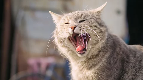 Eine getigerte Katze gähnt so sehr, dass man ihre Zähne sehen kann.