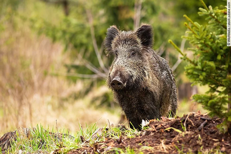 Wildschwein im Wald