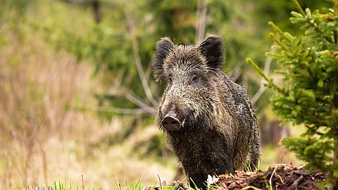 Wildschwein im Wald