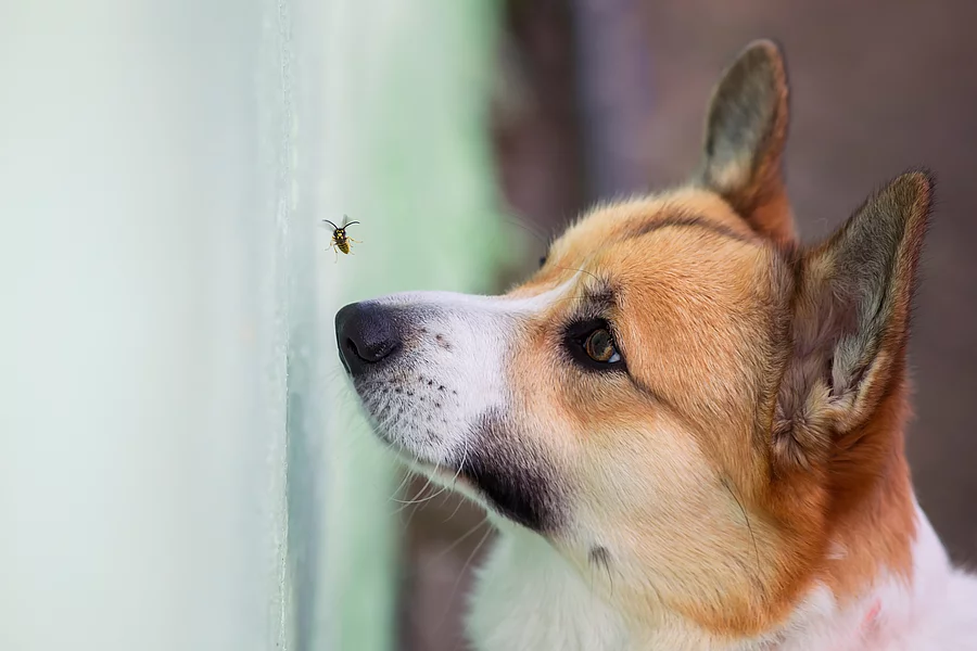 Hund versucht Biene zu fangen.