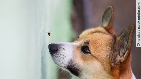Hund versucht Biene zu fangen.