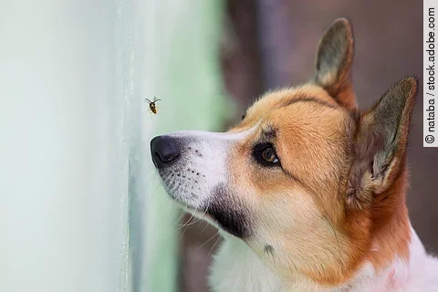 Hund versucht Biene zu fangen.