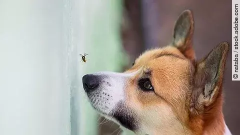 Hund versucht Biene zu fangen.