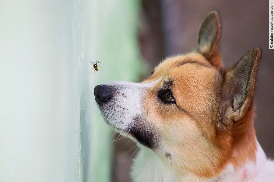 Hund versucht Biene zu fangen.