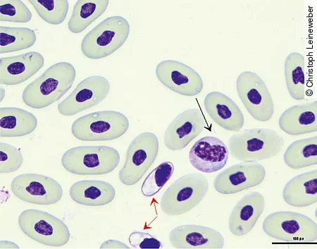 Im Blutausstrich einer Boa constrictor sieht man einen Azurophilen und einen Thrombozyt.